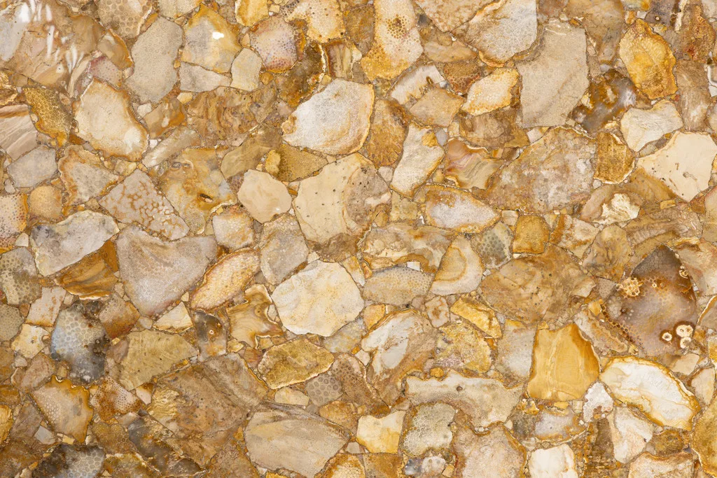 Fossil Coral