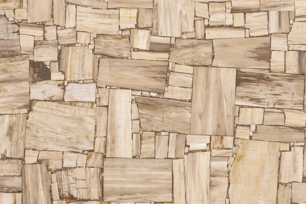 White Petrified Wood reverse cut